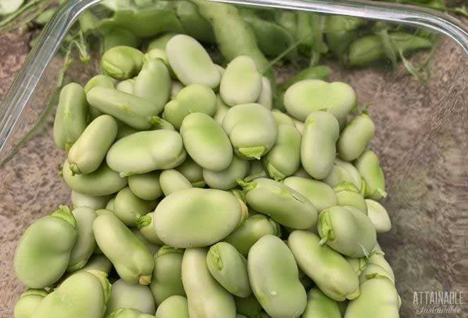 fava bean hummus 3
