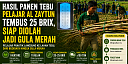 Pelajar Al Zaytun Belajar Pertanian Secara Langsung